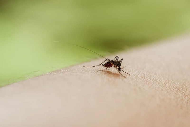 Комарите могат да бъдат по-опасни от кърлежите. Това коментира инфекционистът