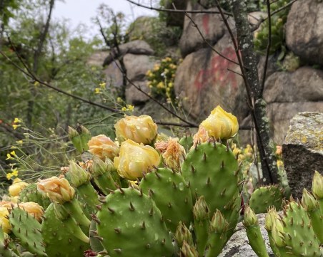 Разкошни кактусови полета разцъфтяха по Бунарджика