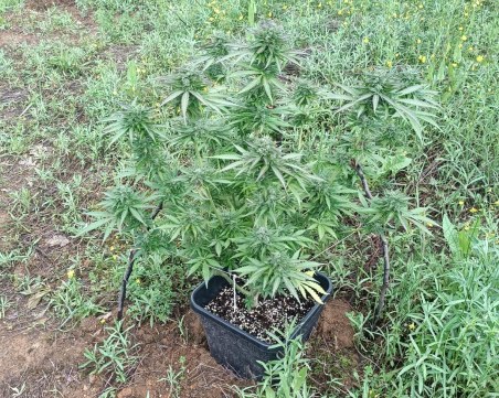 Задържаха трима младежи, отглеждали канабис в мини оранжерия край Пазарджик