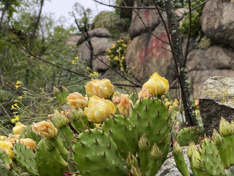 Разкошни кактусови полета разцъфтяха по Бунарджика