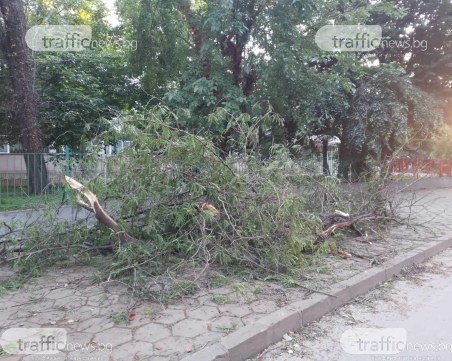 Огромен клон падна пред Спортното училище
