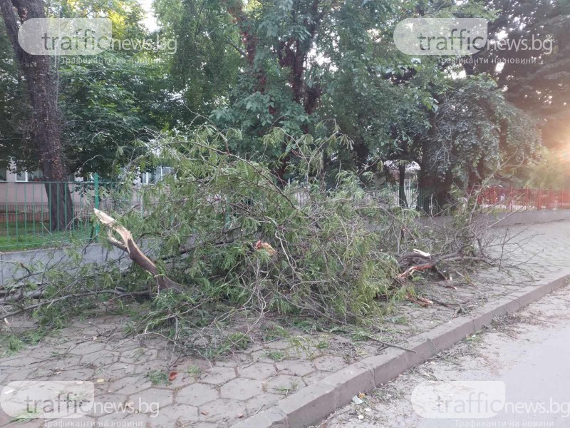 Огромен клон от дърво е паднал пред пловдивското спортно училище