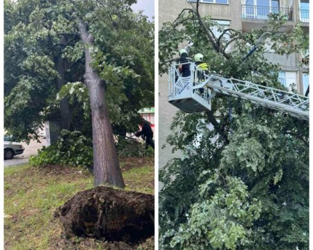 Мощна буря удари Пазарджик. Вятърът изкорени дървета