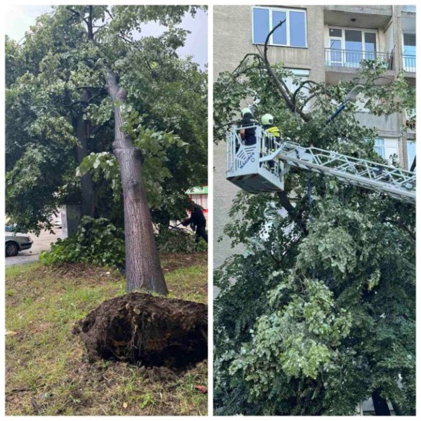 Мощна буря удари Пазарджик. Вятърът изкорени дървета