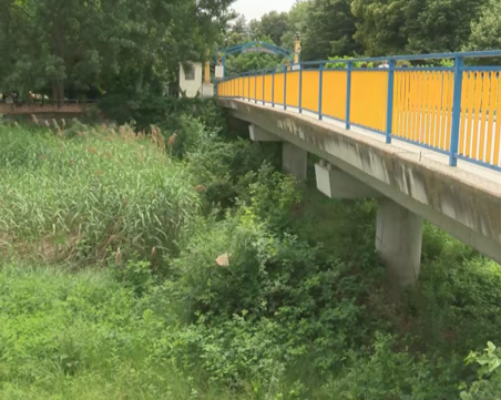 Коритото на река Марица в Пазарджик се превърна в джунгла