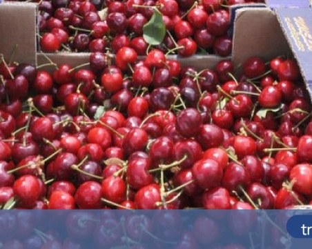 Заради лошото време: Слаба е реколтата на ранните череши в Пловдивско
