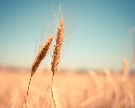 ЕС въвежда по-високи мита за зърното от Русия и Беларус