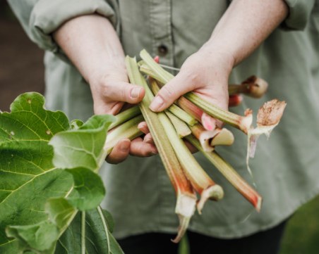 Ревенът - за какво е полезен и как да го използваме