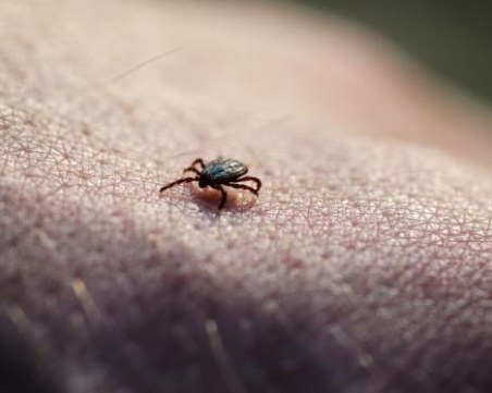 Аномалия? Няма случаи на ухапани от кърлежи през май в Пловдив, а грипът още е активен