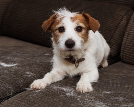 Дом с любимец, но без косми - триковете, с които ефективно да ги почистваме