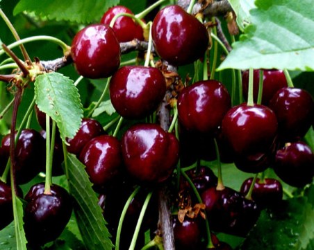 Ще изчезнат ли кюстендилските череши? Няма кой да ги бере