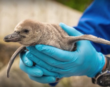 В британски зоопарк се излюпиха 11 пингвинчета от застрашен вид