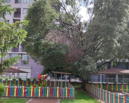 Счупен клон провисна върху площадка на детска ясла в Пловдив, родителите са притеснени