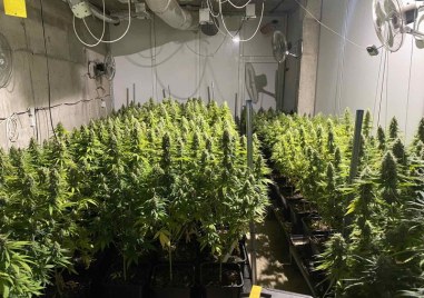 Варненските полицаи откриха високотехнологична оранжерия за отглеждане на марихуана при