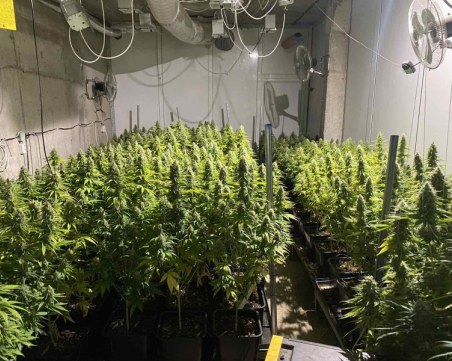 Откриха високотехнологична оранжерия за марихуана във Варна
