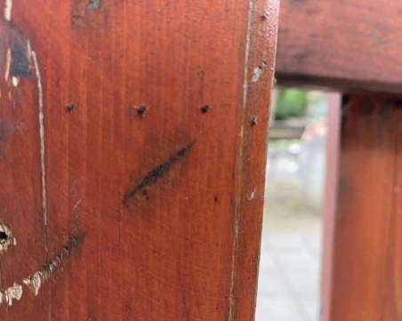 Родител алармира за кърлежи, плъзнали по детска площадка в Пловдив – оказаха се паяци