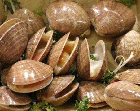 Забраниха улова на морски дарове край Румъния заради токсични водорасли