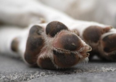 Куче почина след като погълна салам с отрова край детска