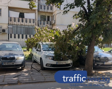 Клон се стовари върху няколко автомобила в Кючука