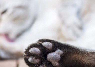 Изключителна жестокост е извършена в Пловдив Неизвестно към момента лице