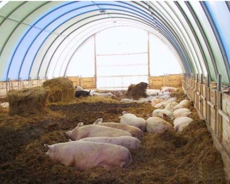 Запечатаха част от свинефермата в Пловдивско, отглеждала животни без разрешително