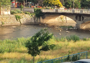 Малка сърничка притесни жителите на Асеновград Животното бяга из централната