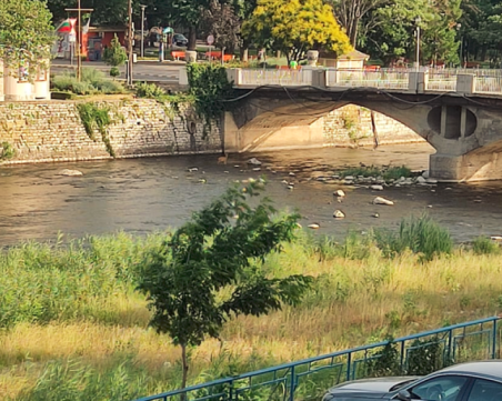 Уплашена сърничка бяга в центъра на Асеновград