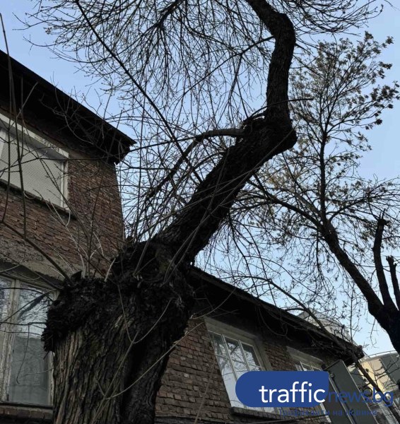Пловдивчанин: Опасно дърво застрашава минаващи в Кършияка, може да се стовари всеки момент