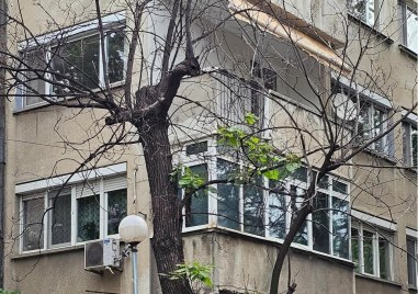 Изсъхнало дърво в центъра на Пловдив създава предпоставка за инциденти