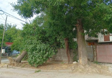 Голямо дърво падна върху жилищна сграда в Стамболийски Инцидентът се