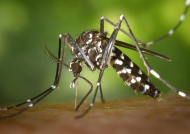 Силно инвазивният азиатски тигров комар завладява все повече територии в