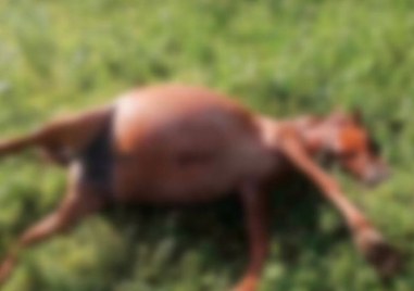 Десетки коне бяха и убити с арбалет огнестрелно оръжие в