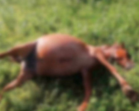 Жестоко! Убиха десетки коне с арбалет в Етрополе