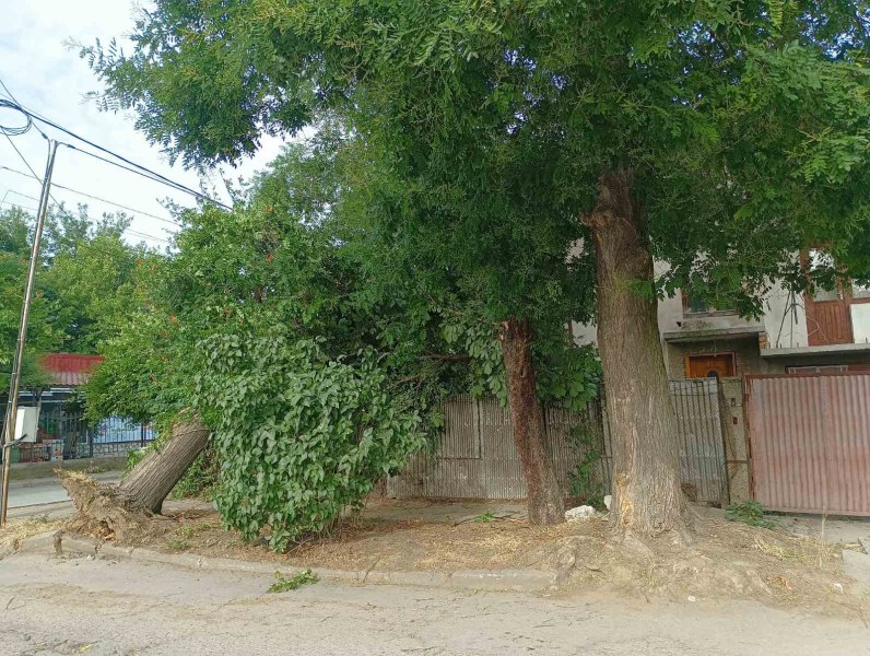 Огромно дърво падна върху жилищна сграда в Стамболийски