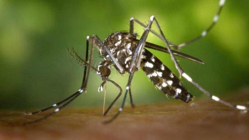 Опасният тигров комар, който пренася денга, е установен и в България