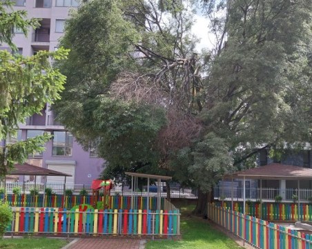 Счупеният клон, провиснал върху площадка на детска ясла в Пловдив, е премахнат