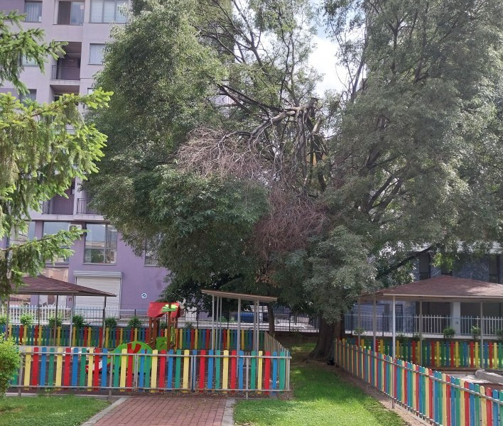 Счупеният клон, провиснал върху площадка на детска ясла в Пловдив, е премахнат
