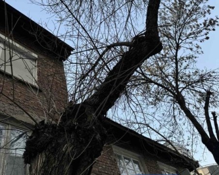 След публикация на TrafficNews: Премахват до дни опасното изгнило дърво в Кършияка