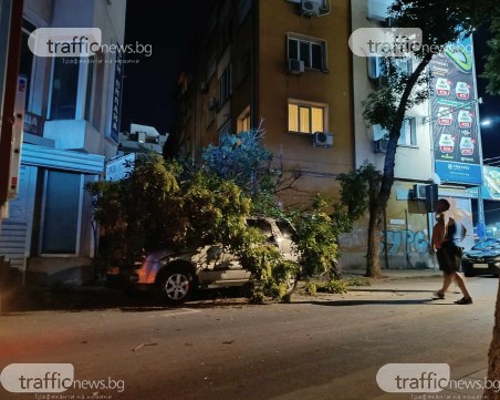 Клон се стовари върху паркиран автомобил в Кършияка, огнеборци режат дървото по спешност