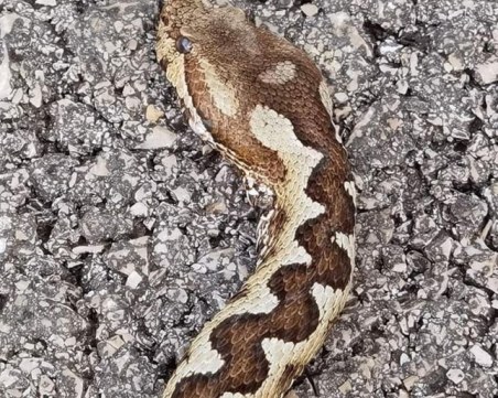 20-годишна жена е в реанимация след ухапване от змия