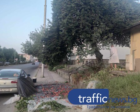 И това видяхме: Дядо блокира тротоар на булевард в Пловдив, за да... брули джанки