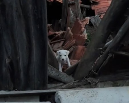За пример! Деца трогнаха социалните мрежи, помагайки на бездомни кучета