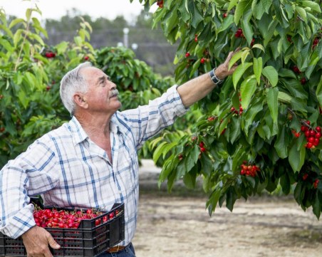 Черешовата реколта пред провал
