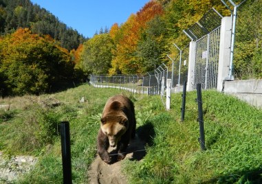 Сезон 2024 за парка за мечки в Белица започва с