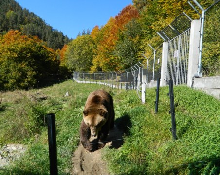 Отваря врати паркът за мечки в Белица, но няма да може да се стига с коли до него