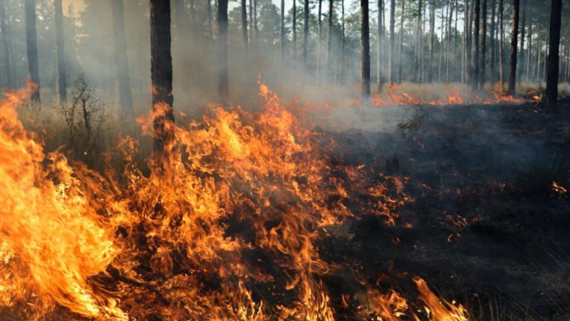 Пожарите в Гърция продължават, евакуирани са две села