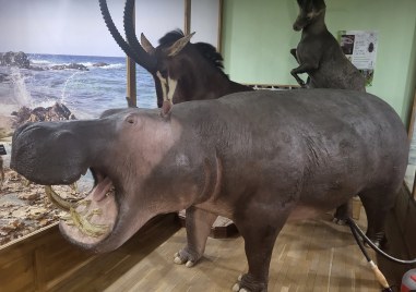 Природонаучният музей се сдоби с нови и впечатляващи експонати в