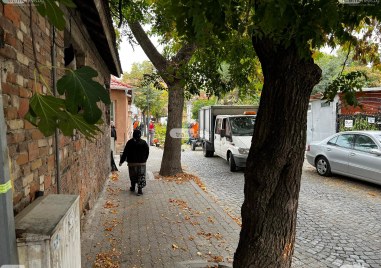 Стартираха фитосанитарни проверки на дърветата в няколко района на Пловдив