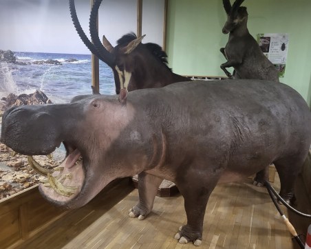 Хипопотам, козирог и черна антилопа посрещат посетителите в Природонаучния музей