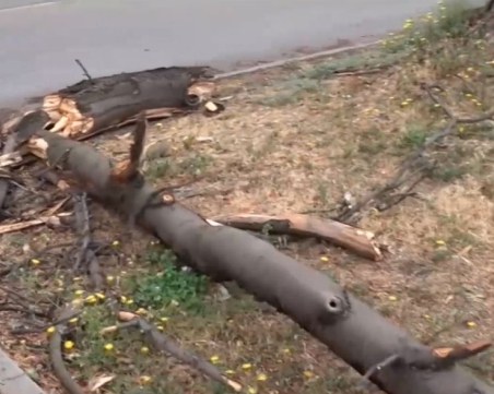 След бурята в Пловдив: 17 сигнала за паднали дървета, най-много в район 